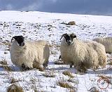 Sheep 8P058D-05